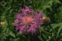 Centaurea dealbata - Persian Cornflower, Knapweed Centaurea dealbata - Persian Cornflower, Knapweed