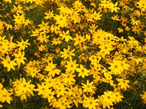 Coreopsis - Mädchenauge Coreopsis - Mädchenauge