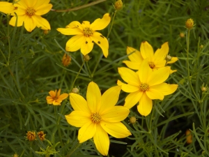 Coreopsis - Mädchenauge Coreopsis - Mädchenauge