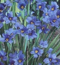 Sisyrinchium angustifolium - Stout Blue-eyed Grass Sisyrinchium angustifolium - Stout Blue-eyed Grass