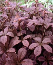Rodgersia pinnata 'Chocolate Wing' - Chocolate Wing Roger's Flower-Red