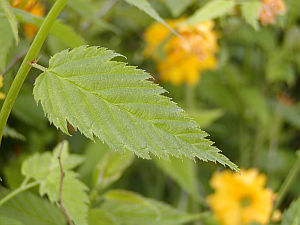 Kerria japonica Kerria japonica
