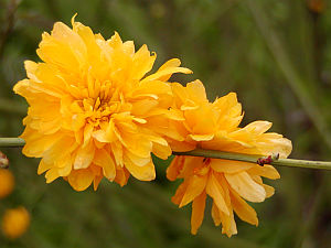 Kerria japonica Pleniflora Kerria japonica Pleniflora