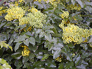 Mahonia aquifolium Mahonia aquifolium