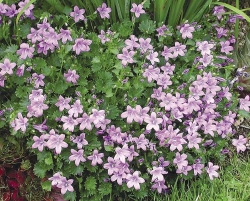 Campanula portenschlagiana - zvonek Campanula portenschlagiana - zvonek