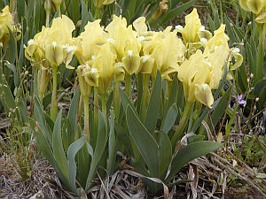 Iris pumila