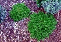 Herniaria glabra - Green Carpet Herniaria glabra - Green Carpet