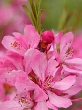 Amygdalus nana Amygdalus nana