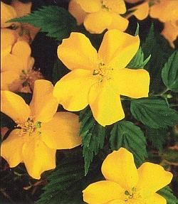 Kerria japonica 'Honshu' - Japanese rose Kerria japonica 'Honshu' - Japanese rose
