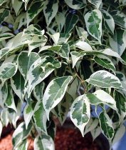 Ficus benjamina 'Starlight' - Weeping Fig