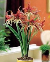 Hippeastrum 'La Paz' - Amaryllis