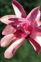 Magnolia x loebneri 'Leonard Messel' - Loebner Magnolia Magnolia x loebneri 'Leonard Messel' - Loebner Magnolia