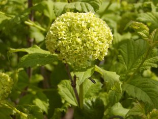Viburnum opulus 'Roseum' - European Cranberrybush
