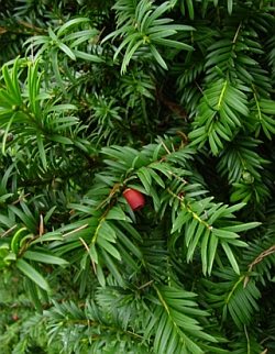 Taxus x media 'Hicksii' - yew tree