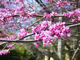 Cercis siliquastrum - zmarlika Jidášova