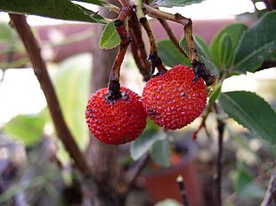 Arbutus - planika
