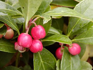 Gaultheria - libavka Gaultheria - libavka