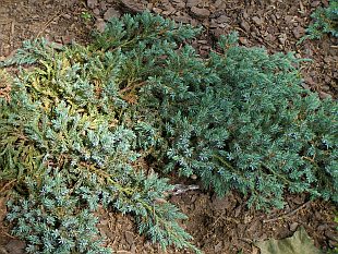 Juniperus squamata 'Blue Carpet' - borievka šupinatá