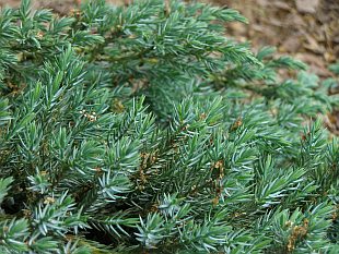 Juniperus squamata 'Blue Carpet' - borievka šupinatá