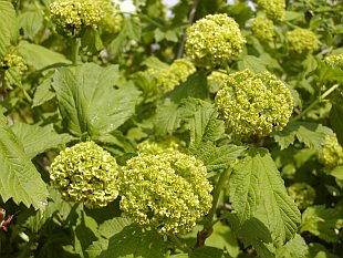 Viburnum opulus 'Roseum' - kalina obecná