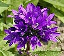 Campanula glomerata