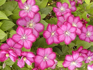 Clematis 'Ville de Lyon' - plamének
