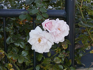 Rosa 'New Down' - růže (pnoucí růže, climber)