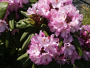 Rhododendron hybridum 'Violetta' - pěnišník velkokvětý