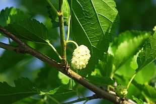 Morus - morušovník