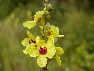 Verbascum nigrum - divizna černá