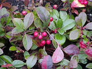 Gaultheria - libavka Gaultheria - libavka
