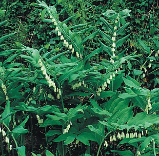 Polygonatum x hybridum - kokořík zahradní