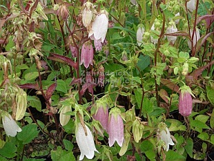 Campanula punctata - zvonek tečkovaný Campanula punctata - zvonek tečkovaný
