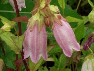 Campanula punctata - zvonek tečkovaný Campanula punctata - zvonek tečkovaný