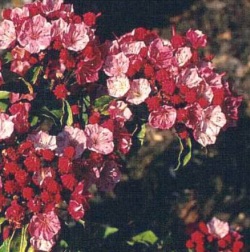Kalmia latifolia 'Ostbo Red' - mamota širokolistá