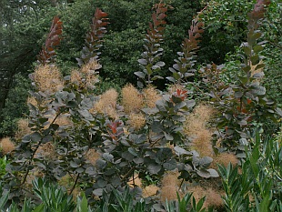 Cotinus coggygria 'Royal purple' - ruj vlasatá