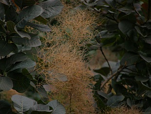 Cotinus coggygria 'Royal purple' - ruj vlasatá