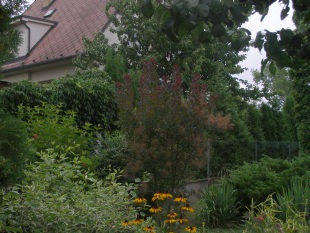 Cotinus coggygria 'Royal purple' - ruj vlasatá