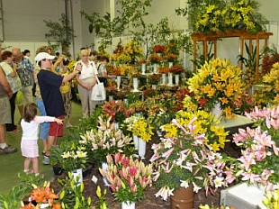 Květy 2008 (VLL)