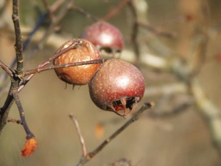 Mespilus germanica - mišpule obecná Mespilus germanica - mišpule obecná