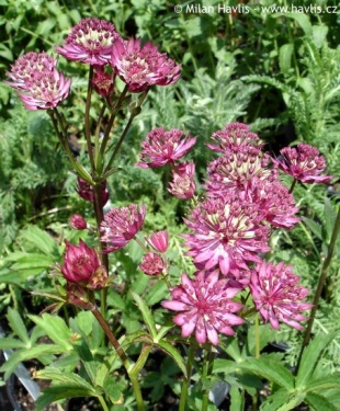 Astrantia 'Claret' - jarmanka