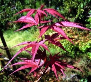 Acer palmatum 'Atrolineare' - Japanese Maple Acer palmatum 'Atrolineare' - Japanese Maple