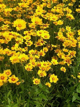 Coreopsis lanceolata - Mädchenauge
