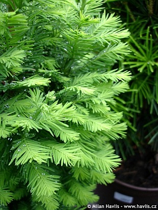 Taxodium distichum 'Peve Minaret' - tisovec dvouřadý