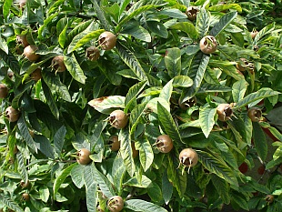 Mespilus germanica - mišpule obecná Mespilus germanica - mišpule obecná