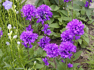 Campanula glomerata - zvonek klubkatý