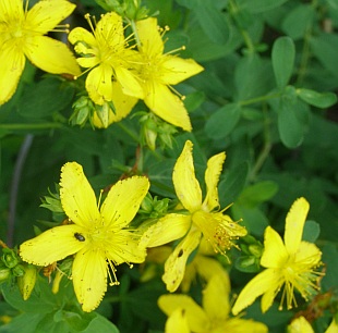 Hypericum perforatum - třezalka tečkovaná