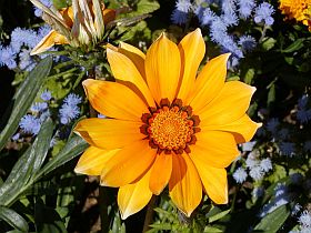 Gazánie - Gazania splendens Gazánie - Gazania splendens