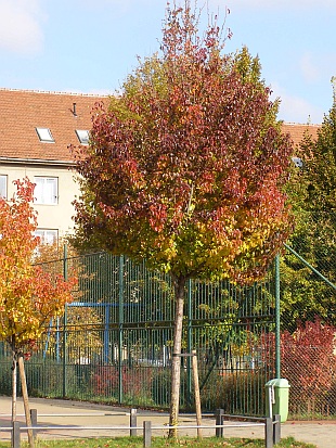 Pyrus calleryana 'Chanticleer' - hrušeň Calleryova