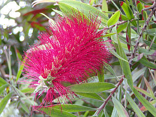 Zimní zahrada - výběr rostlin: Callistemon - štětkovec Zimní zahrada - výběr rostlin: Callistemon - štětkovec